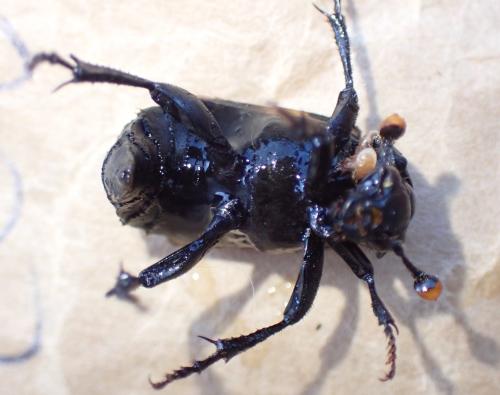 Réf. 333 396 : Nicrophorus interruptus